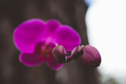 a close up of a purple flower with a blurry background