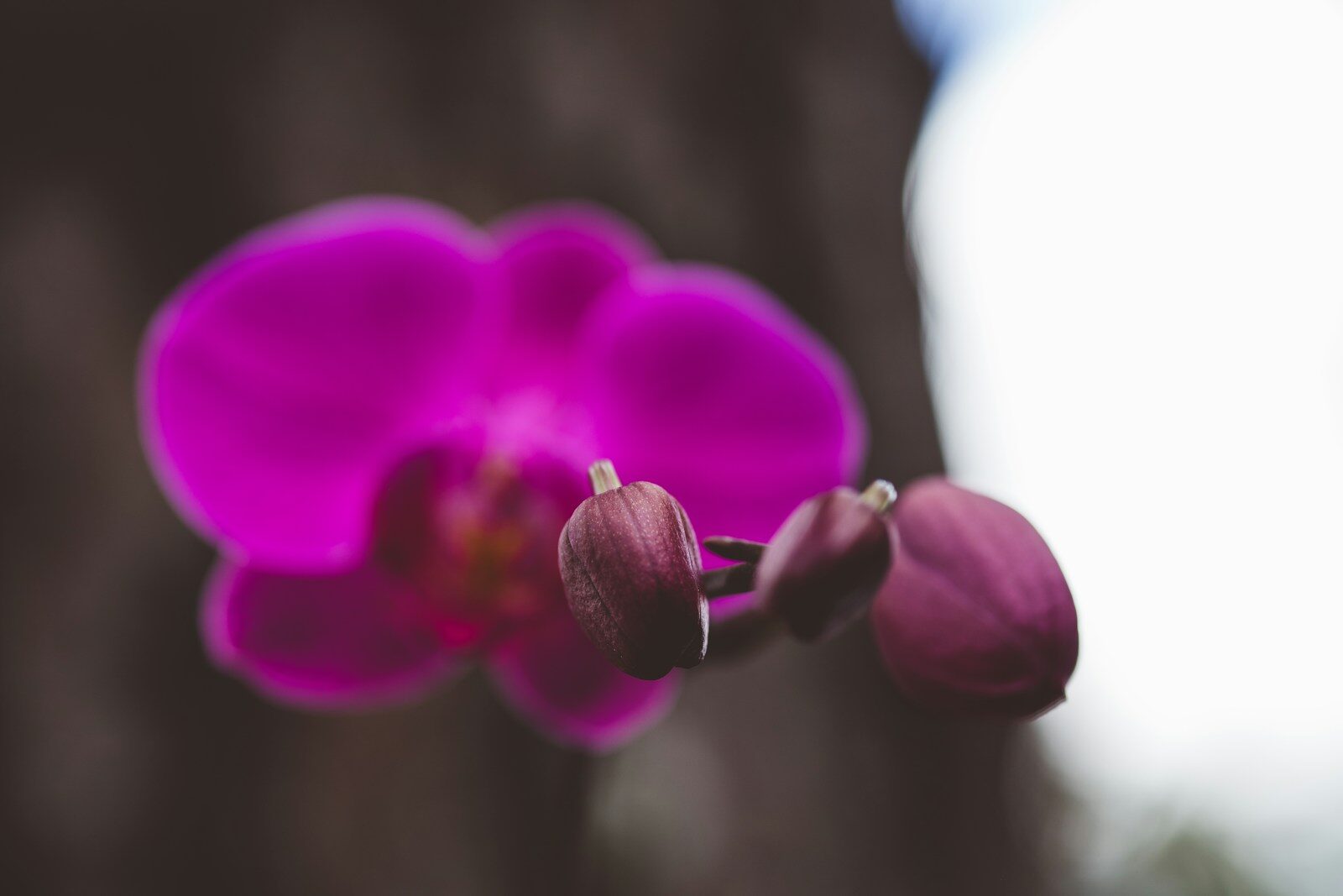 a close up of a purple flower with a blurry background